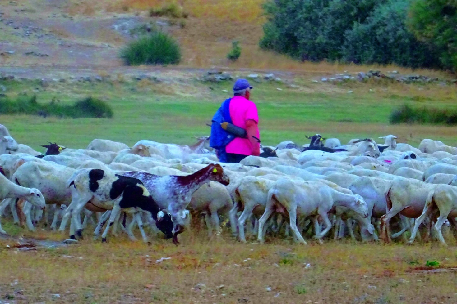 The Future of Animal Nutrition: Innovative Solutions from Altagrial