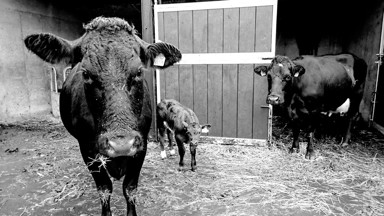 Altagrial: Leading the Charge in Animal Health Innovation